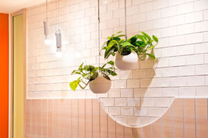 Atria plants 300x200